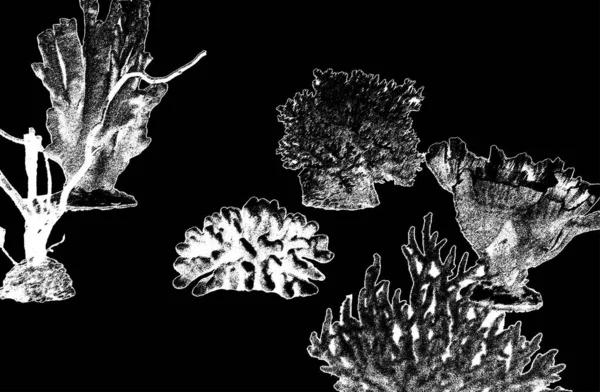 Corals Grange Background Black Vector Illustration Ocean Fauna Aquariums Oceariums — ストックベクタ