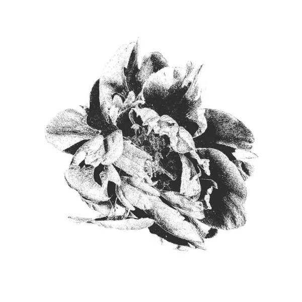 Hand Zeichnen Pfingstrose Blume Retro Stil Notfall Vektorillustration — Stockvektor
