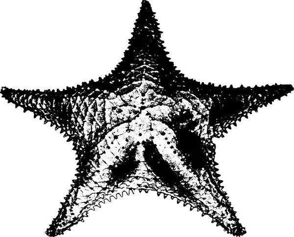 Sea Starfish Isolated White Background Vector Illustration Sea Fauna Isolated — Stok Vektör