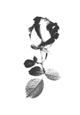 El çizimi gül çiçeği retro tarzında. Tehlike vektör illüstrasyonu