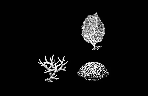 Medusa Corals Shells Mollusks Isolated Black Background Vector Illustration Ocean — Διανυσματικό Αρχείο