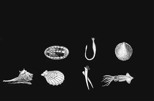 Medusa Corals Shells Mollusks Isolated Black Background Vector Illustration Ocean — Stok Vektör