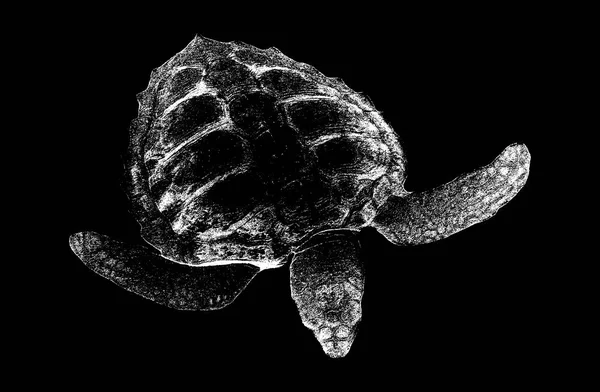 Ocean Turtle Isolated Black Background Vector Illustration Eps — 图库矢量图片