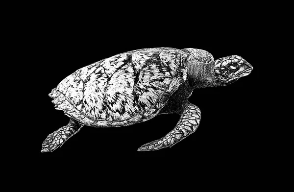 Ocean Turtle Isolated Black Background Vector Illustration Eps — Vector de stock