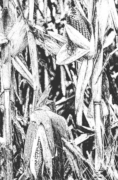 Несчастье Накладывается Крупным Планом Текстуры Кукурузы Гранж Черно Белый Фон — стоковый вектор