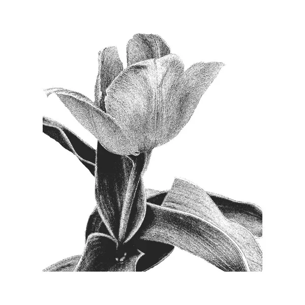 Ręcznie Rysować Kwiat Tulipana Stylu Retro Ilustracja Wektora Zagrożenia — Wektor stockowy