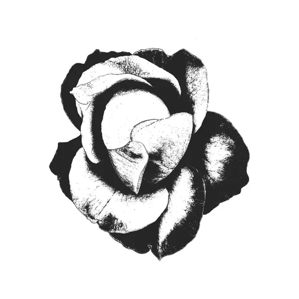 Handgezeichnete Rosenblüte Retro Stil Notfall Vektorillustration — Stockvektor
