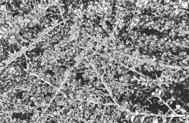 Tahta yaprak makro dokusunu çizgilerle kaplamış. Grunge siyah beyaz arka plan. soyut yarım ton vektör çizimi