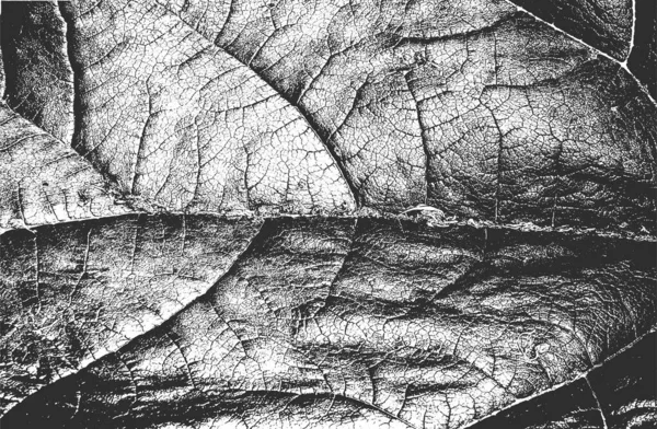 Distressed Overlay Wooden Leaf Macro Texture Streaks Grunge Black White — Stock Vector