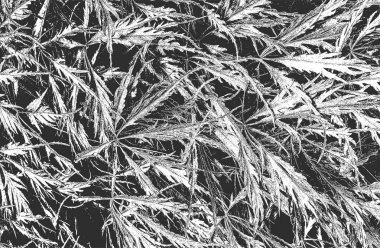 Zemindeki çimen gövdesi dokusunda sorun var. Grunge siyah beyaz arka plan. soyut yarım ton vektör çizimi