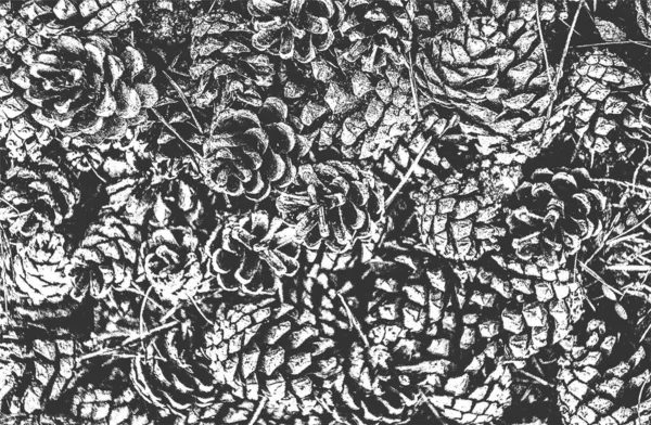 Texture Gros Plan Cône Pin Aiguilles Fond Noir Blanc Grunge — Image vectorielle