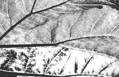 Tahta yaprak makro dokusunu çizgilerle kaplamış. Grunge siyah beyaz arka plan. soyut yarım ton vektör çizimi