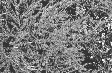 Çam kozalaklarının yakın çekim deseni, iğneler. Grunge siyah beyaz arka plan. soyut yarım ton vektör çizimi