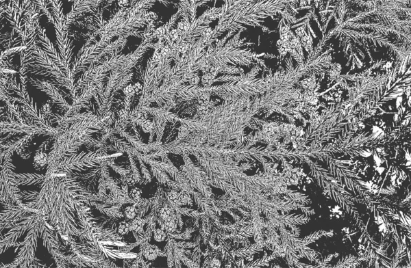 Çam kozalaklarının yakın çekim deseni, iğneler. Grunge siyah beyaz arka plan. soyut yarım ton vektör çizimi