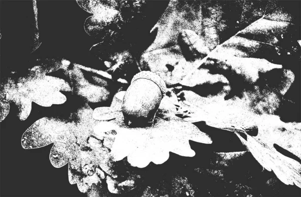 Distressed Overlay Closeup Texture Oak Acorns Grunge Black White Background — 图库矢量图片#