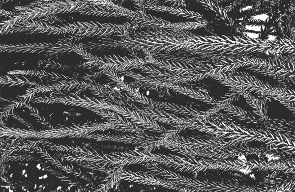 Distress Overlay Close Textuur Van Dennenappel Naalden Grunge Zwart Wit — Stockvector