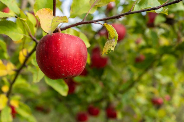 花园中的红熟苹果特写 图库照片