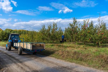 Sonbaharda elma topluyorum. Elma arabalı bir traktör bahçeden çıkıyor.
