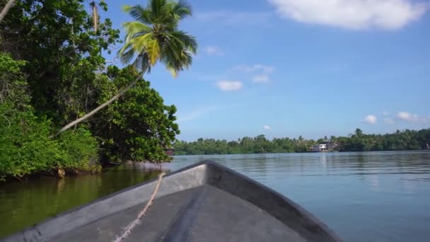 Passeio de barco ao longo das árvores de mangue — Vídeo de Stock