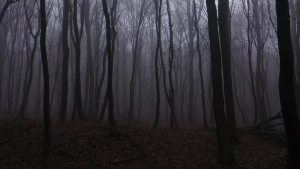 Går i skrämmande skog på kvällen. Halloween bakgrund med dimma och döda träd antenn utsikt — Stockvideo