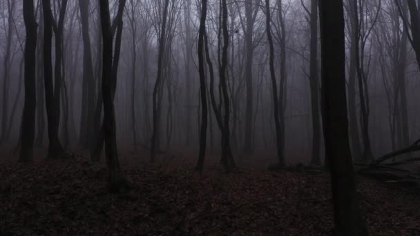 Walking in scary horror fog forest at the evening. First person aerial view. — Stock Video