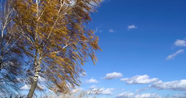 Arka planda sarı yapraklı huş ağacı, rüzgarlı sonbahar havasında bulutlu mavi gökyüzü. — Stok video
