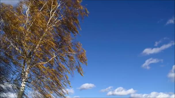 Brzoza z żółtymi liśćmi na tle błękitnego nieba z chmurami w wietrznej jesiennej pogodzie — Wideo stockowe