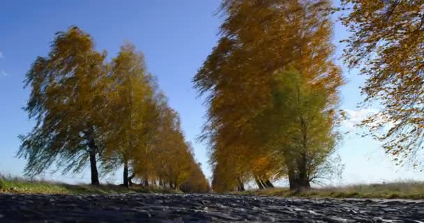 El camino y el abedul en otoño ventoso día soleado — Vídeo de stock