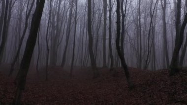 Akşamları korkunç mistik sis ormanlarında yürüyorum. Birinci şahıs hava görüntüsü.