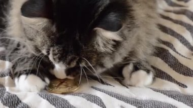Kedi, hatıra olarak bir bitcoin ile yatakta oynanıyor.
