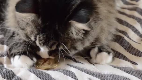 Katten spelas på sängen med en souvenir bitcoin — Stockvideo