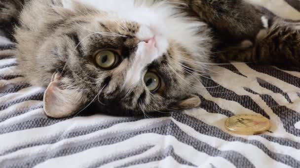 Katten spelas på sängen med en souvenir bitcoin — Stockvideo