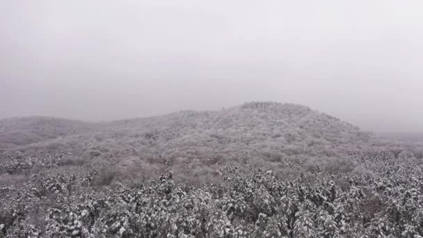 Mystische Winterlandschaft mit Nebel und weißen Bäumen. Düstere Winterzeit-Luftaufnahme — Stockvideo