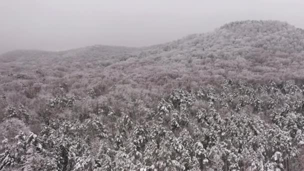 Μυστικό χειμερινό τοπίο με ομίχλη και λευκά δέντρα. Θολή χειμερινή εναέρια άποψη — Αρχείο Βίντεο