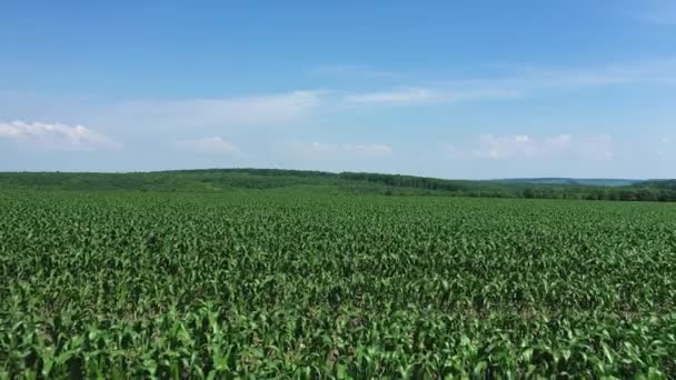 Kukorica mező fiatal növények légi kilátás — Stock videók