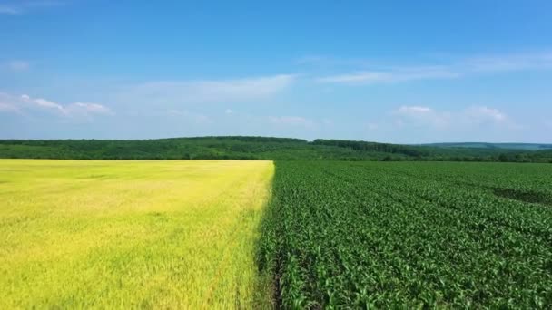 Молодая кукуруза и пшеничные поля вид с воздуха — стоковое видео