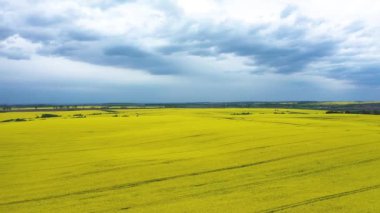 Yellow Rapeseed Field Panorama with Beautiul cloudy Sky Aerial View