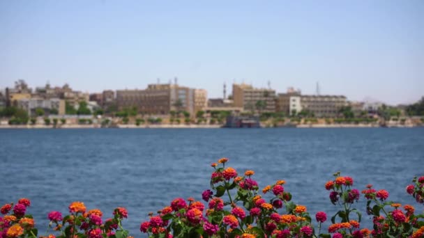View of the embankment of the Nile River in Cairo. Focus on flowers — 비디오