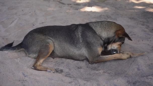 Homeless dog playing in the sand — Stockvideo