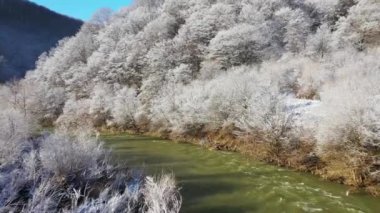 Dağ gibi akan nehir karlı ağaçların arasından akar.