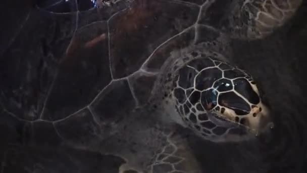 The big turtle in the pool close up — Vídeos de Stock