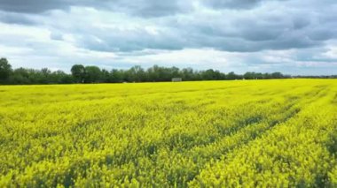 Yellow Rapeseed Field Panorama near the highway with cloudy sky aerial view