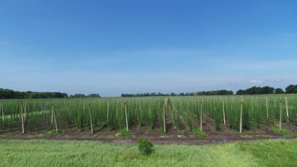 Campo de lúpulo en el verano en vista panorámica aérea de día soleado — Vídeos de Stock