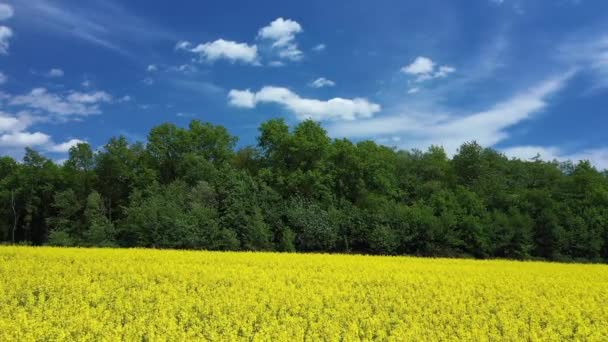 Campo de colza amarilla con vista aérea del cielo Beautiul — Vídeos de Stock