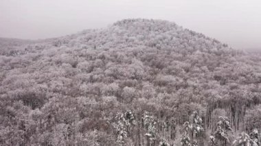 Sis ve beyaz ağaçlarla kaplı kış manzarası