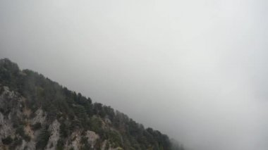 Alçak vadinin sisli yamacında, sislerle kaplanmış yeşil kozalaklı kozalaklı gölgeler.