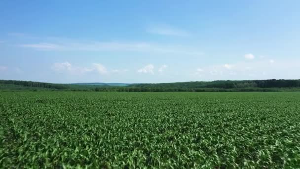 Campo de maíz plantas jóvenes vista aérea — Vídeo de stock