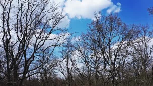 Силуэт дерева на голубом фоне неба с белыми облаками — стоковое видео