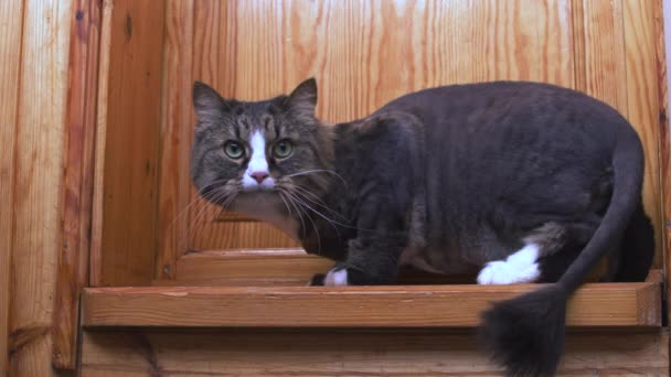 Εγχώρια Meows Γάτα Στο Μπαλκόνι Θέλει Πάει Στο Διαμέρισμα — Αρχείο Βίντεο