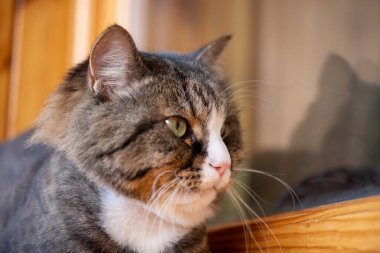 Güzel bilge bir kedinin portresi Yakın çekim kopya alanı.